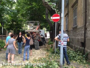 Alberi in via Lorenzo da Viterbo, la protesta dei cittadini
