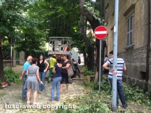 Alberi in via Lorenzo da Viterbo, la protesta dei cittadini