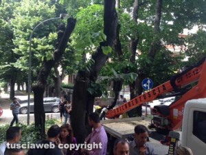 Alberi in via Lorenzo da Viterbo, la protesta dei cittadini