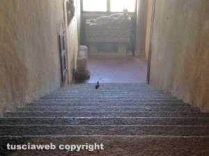 Piccioni a palazzo dei Priori