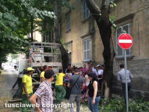 Alberi in via Lorenzo da Viterbo, la protesta dei cittadini