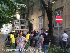 Alberi in via Lorenzo da Viterbo, la protesta dei cittadini