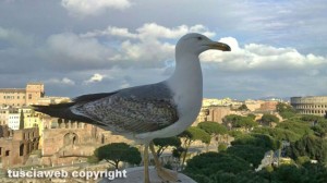 Un gabbiano