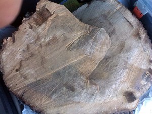 L'interno della quercia