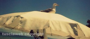 Un gabbiano al sole alle isole Tremiti