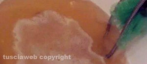 L'acqua scura che sgorga dai rubinetti a Ronciglione