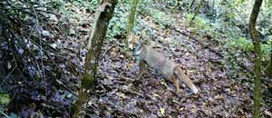 Una volpe sorpresa da una fototrappola nel parco