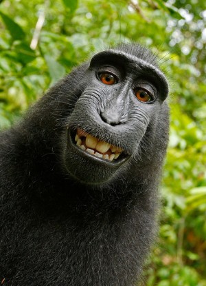 Il selfie del macaco