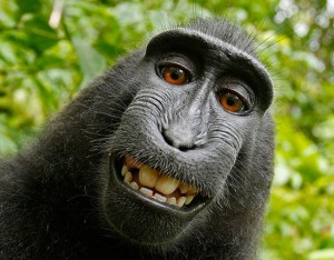 Il selfie del macaco