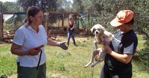 I volontari dell'associazione Voce del Cane