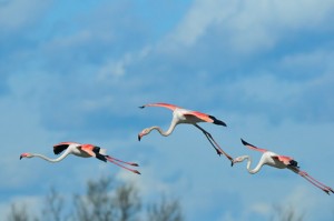 Fenicotteri rosa - Foto di Marco Branchi