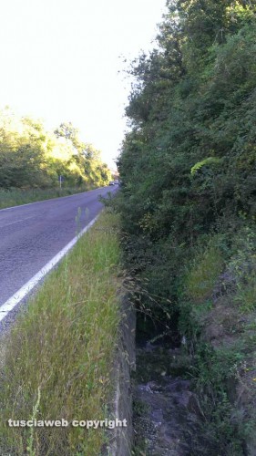 Viterbo - La vegetazione in strada Carcarelle 