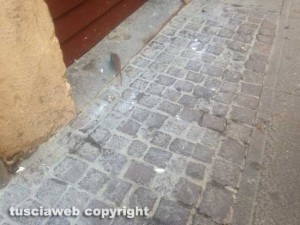 Viterbo - Il topo in Corso Italia 