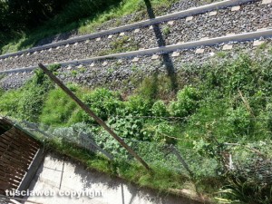 Le erbacce sulla Roma Nord