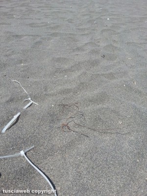 Pezzi di plastica sulla spiaggia di Montalto Marina