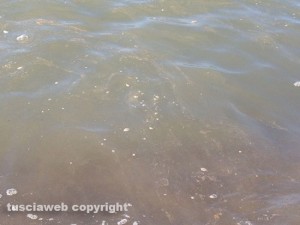 Schiuma e liquami marroni nel mare a Marina Velka