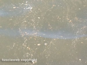 Schiuma e liquami marroni nel mare a Marina Velka