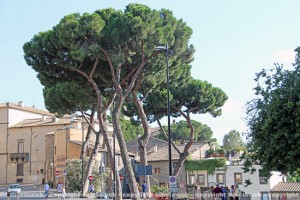 I pini a via Ascenzi
