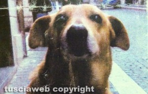Tarquinia - Pippo il cane dei cittadini