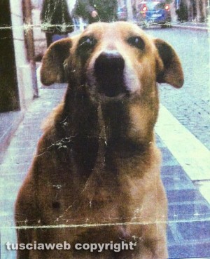 Tarquinia - Pippo il cane dei cittadini