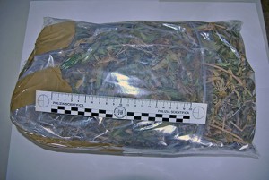 La marijuana sequestrata dalla squadra mobile