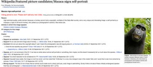 Il selfie del macaco su Wikipedia