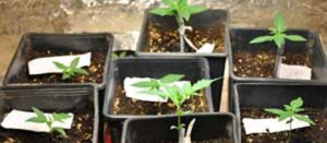 Piantine di marijuana