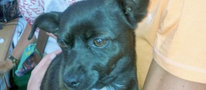 La cagnolina Lola scomparsa alle Pietrare