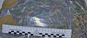 La marijuana sequestrata dalla squadra mobile
