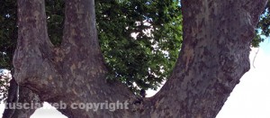 Platano a Capodimonte