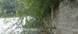 Il muro di cinta pieno di erbacce al quartiere Barco