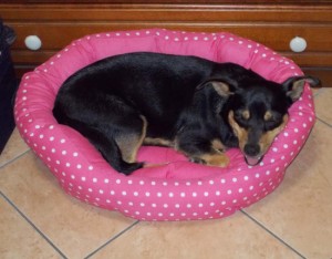 La cagnolina Sissi