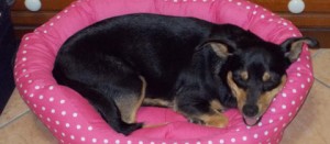 La cagnolina Sissi