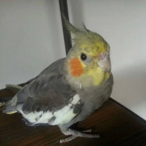 Il pappagallo smarrito in zona San Faustino