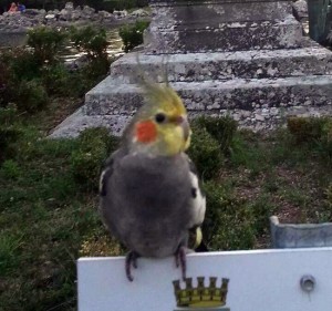 Il pappagallo smarrito in zona San Faustino