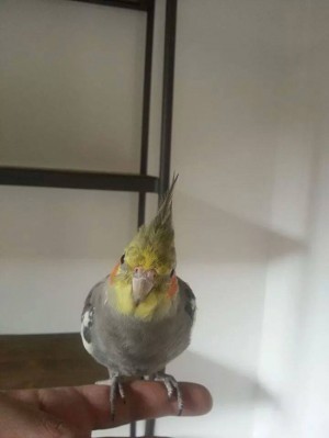 Il pappagallo smarrito in zona San Faustino
