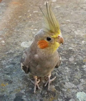Il pappagallo smarrito in zona San Faustino