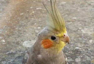 Il pappagallo smarrito in zona San Faustino