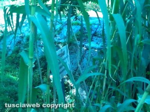 La vegetazione invade il ponte romano Camillario 