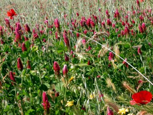 Campo fiorito al Parco Valle del Treja