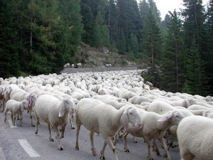 Un gregge di pecore