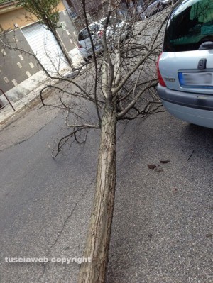 Viterbo - L'albero abbattuto sulla Renault Clio a via Bainsizza