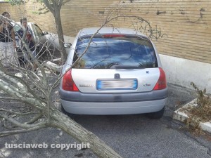 Viterbo - L'albero abbattuto sulla Renault Clio a via Bainsizza