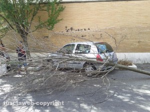 Viterbo - L'albero abbattuto sulla Renault Clio a via Bainsizza