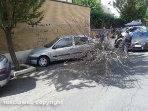 Viterbo - L'albero abbattuto sulla Renault Clio a via Bainsizza