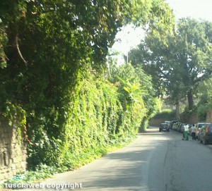 Viterbo - Erbacce in via del Pilastro