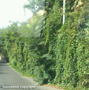 Viterbo - Erbacce in via del Pilastro