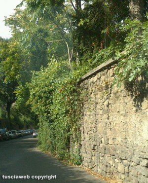 Viterbo - Erbacce in via del PilastroViterbo - Erbacce in via del Pilastro