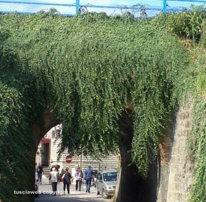 Viterbo - Erbacce sul sottopassaggio