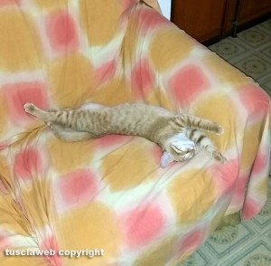 Un gatto sul divano